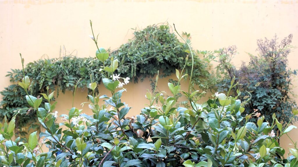 Kelluwen Salud 13 patio 2 la serena geriatrico bahia blanca kelluwen habilitado Kelluwen Salud | Residencias Geriatricas Kelluwen Salud